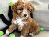 MUTLULUK YARATACAK MALTİPOO YAVRULARI