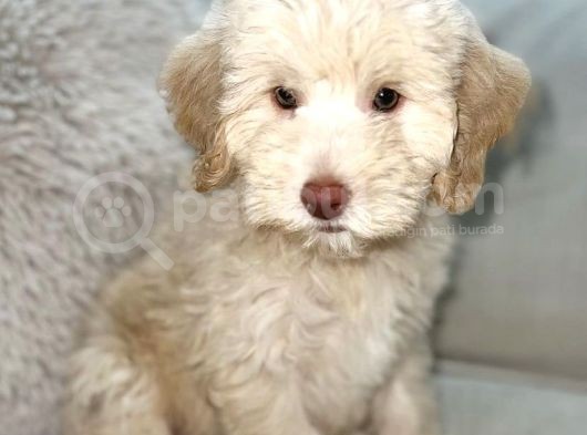 Irk Ve Sağlik Garanti̇li̇ Malti̇poo Yavrulari görsel