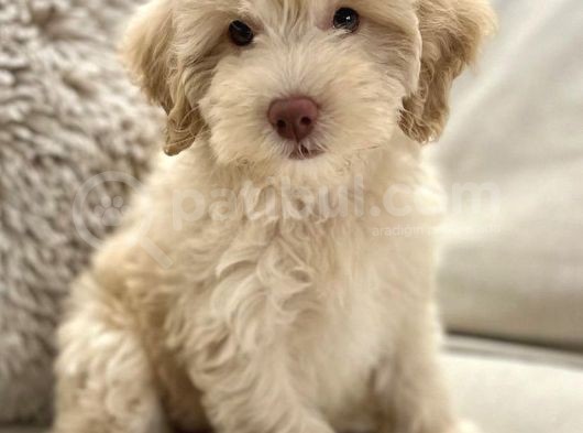 Irk Ve Sağlik Garanti̇li̇ Malti̇poo Yavrulari görsel