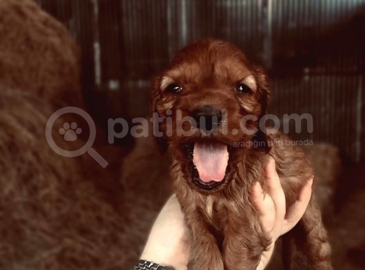 Dark Rengi̇nde Cocker Yavrulari