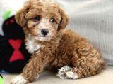 Mutluluk Yaratacak Malti̇poo Yavrulari
