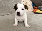 Orjinal Jack russel bebeklerim