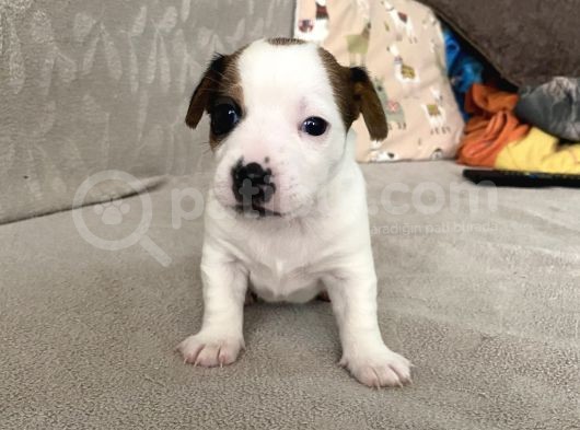 Orjinal Jack Russel Bebeklerim