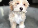 IRK VE SAĞLIK GARANTİLİ MALTİPOO YAVRULARI