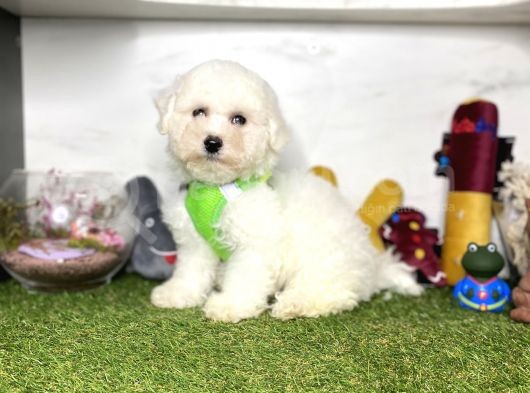 Güzel Yüzlü Maltese Yavrularımız görsel