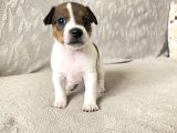 Orjinal Jack Russel Bebeklerim