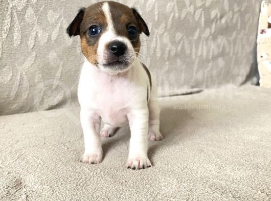 Orjinal Jack Russel Bebeklerim görsel