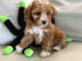 Mutluluk Yaratacak Malti̇poo Yavrulari
