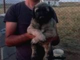 Kangal Yavrusu