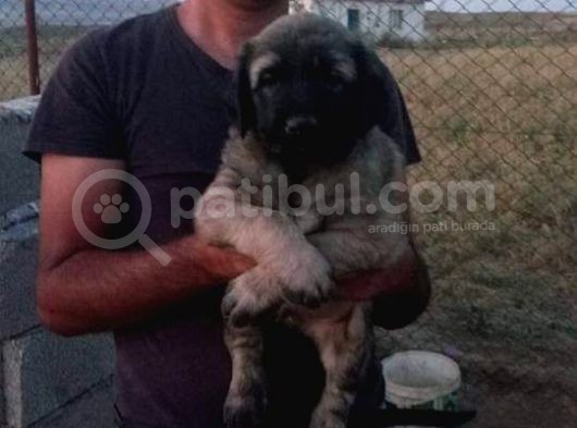 Kangal Yavrusu görsel