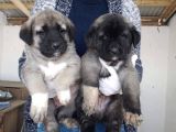 Kangal Yavrusu