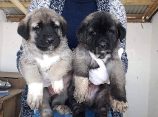 Kangal Yavrusu görsel