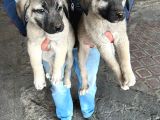 İri cüsseli kangal yavruları