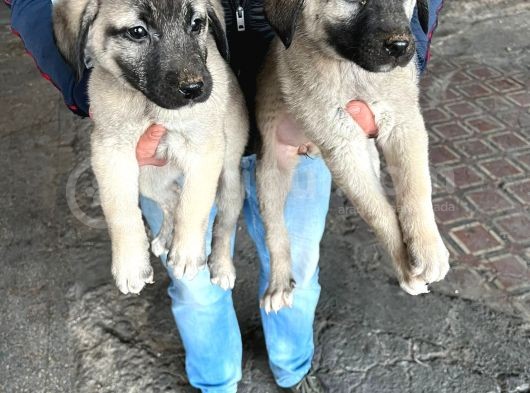 İri Cüsseli Kangal Yavruları