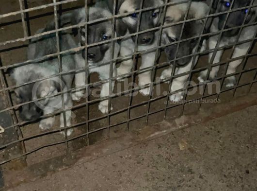 İri Cüsseli Kangal Yavruları görsel