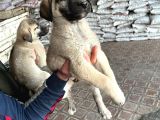 İri Cüsseli Kangal Yavruları