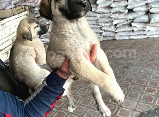 İri Cüsseli Kangal Yavruları görsel