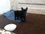 Dişi 3,5 aylık siyah french bulldog
