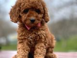 Toy poodle