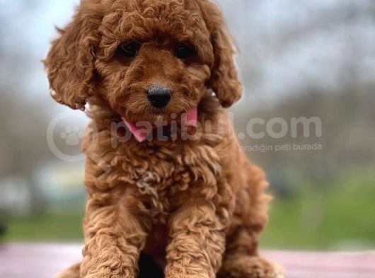 Toy Poodle