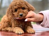 Toy Poodle