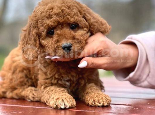 Toy Poodle görsel