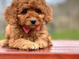 Toy Poodle