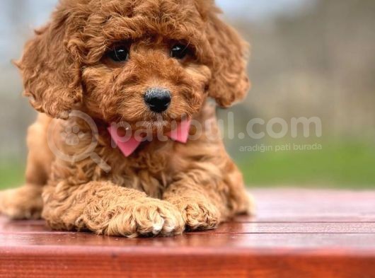Toy Poodle görsel