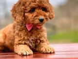 Toy Poodle