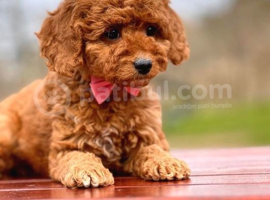 Toy Poodle görsel