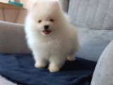 Orji̇nal Beyaz Pomerani̇an Boo Yavrumuz