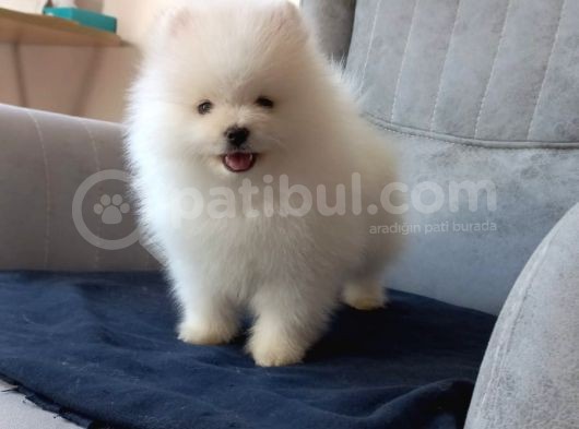 Orji̇nal Beyaz Pomerani̇an Boo Yavrumuz görsel