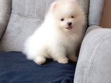 ORJİNAL BEYAZ POMERANİAN BOO YAVRUMUZ