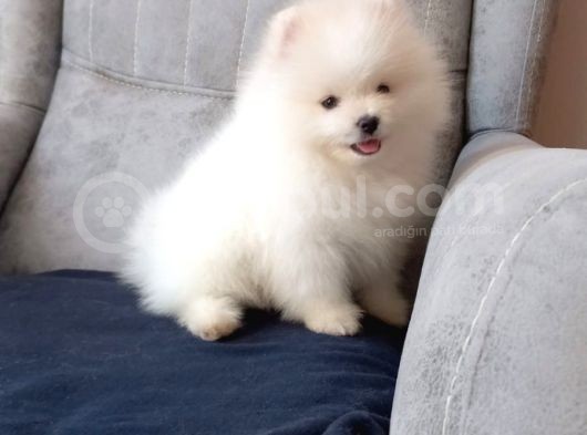 Orji̇nal Beyaz Pomerani̇an Boo Yavrumuz