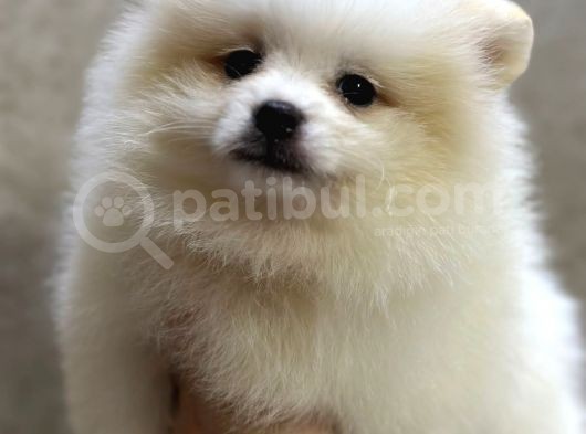 Orji̇nal Di̇şi̇ Pomerani̇an Boo Yavrumuz