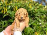Kore Kani Toy Poodle Bebeklerimiz