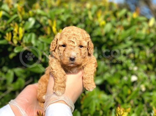 Kore Kani Toy Poodle Bebeklerimiz görsel