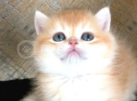 A Kalite Bri̇ti̇sh Shorthai̇r Golden  Yavrular