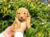 Kore Kani Toy Poodle Bebeklerimiz