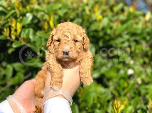Kore Kani Toy Poodle Bebeklerimiz görsel