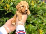 Kore Kani Toy Poodle Bebeklerimiz
