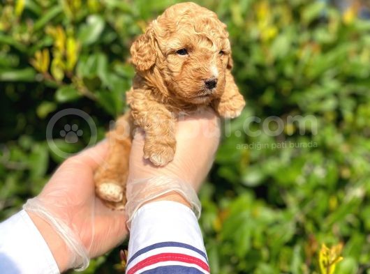 Kore Kani Toy Poodle Bebeklerimiz görsel