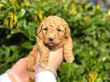 Kore Kani Toy Poodle Bebeklerimiz