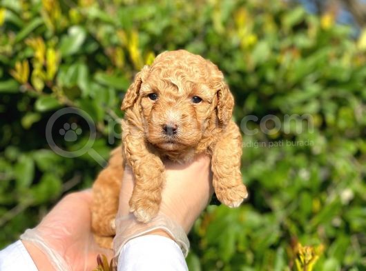Kore Kani Toy Poodle Bebeklerimiz görsel