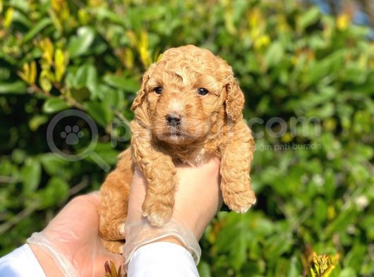 Kore Kani Toy Poodle Bebeklerimiz