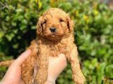 Show Kalite Anti̇alerji̇k Red Toy Poodle Yavrum