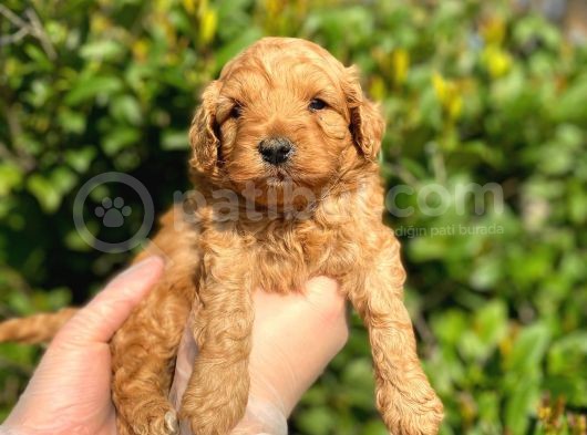 Show Kalite Anti̇alerji̇k Red Toy Poodle Yavrum görsel