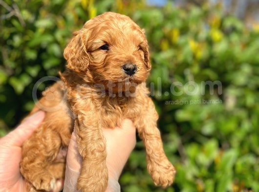 Show Kalite Anti̇alerji̇k Red Toy Poodle Yavrum görsel