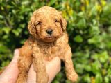 Show Kalite Anti̇alerji̇k Red Toy Poodle Yavrum