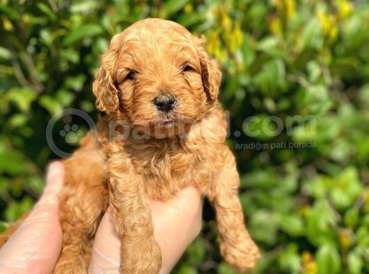 Show Kalite Anti̇alerji̇k Red Toy Poodle Yavrum görsel